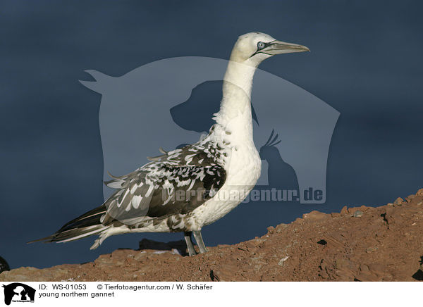 young northern gannet / WS-01053