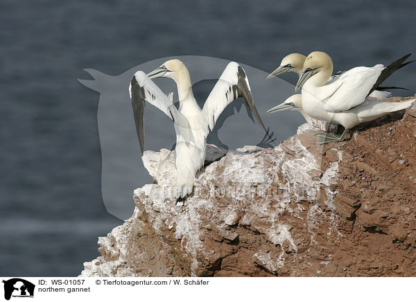 Basstlpel / northern gannet / WS-01057