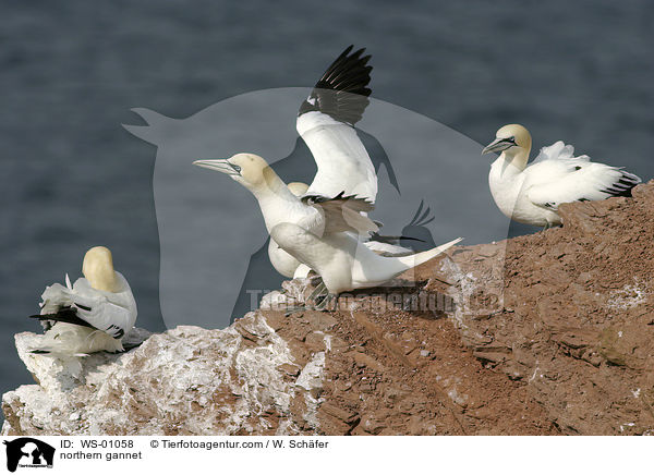 northern gannet / WS-01058