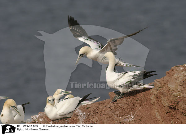 Basstlpel im Flug / flying Northern Gannet / WS-01189