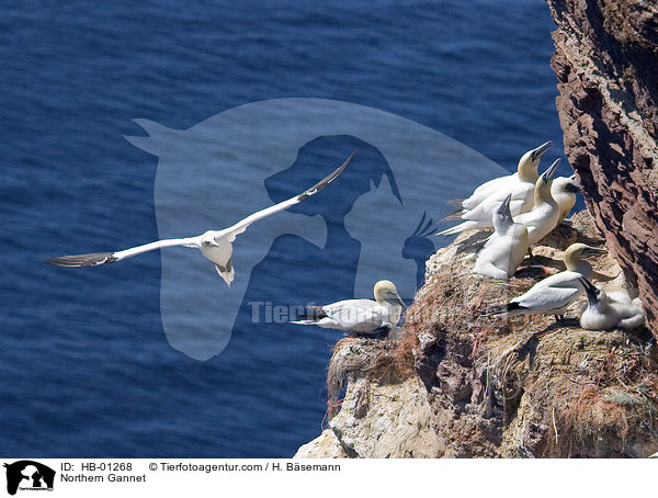 Northern Gannet / HB-01268