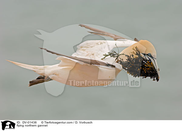 flying northern gannet / DV-01438