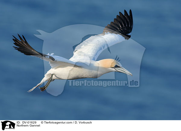 Northern Gannet / DV-01629