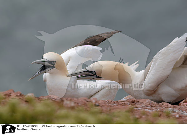 Basstlpel / Northern Gannet / DV-01630