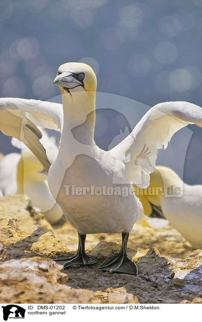 Basstlpel / northern gannet / DMS-01202