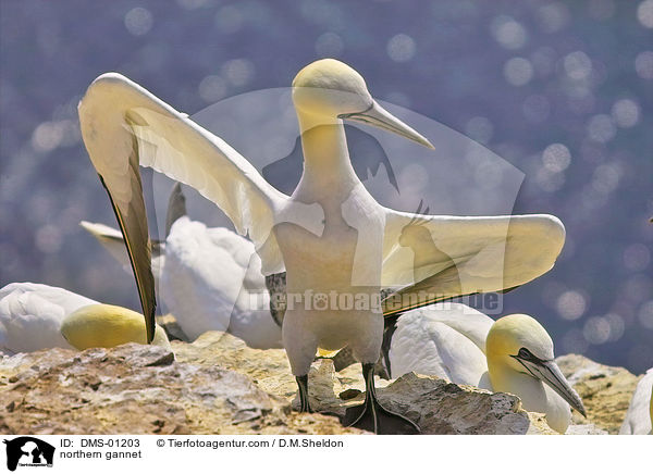 northern gannet / DMS-01203