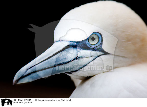 northern gannet / MAZ-02001