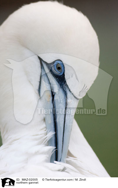 northern gannet / MAZ-02005