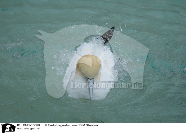 northern gannet / DMS-03609