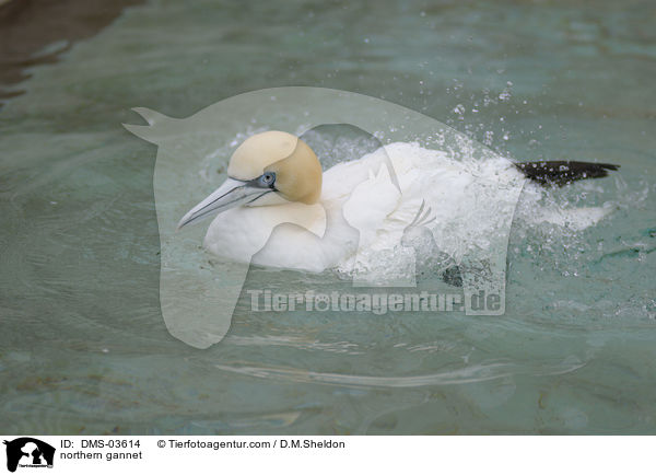 northern gannet / DMS-03614