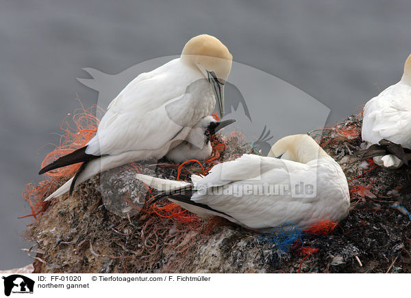 northern gannet / FF-01020