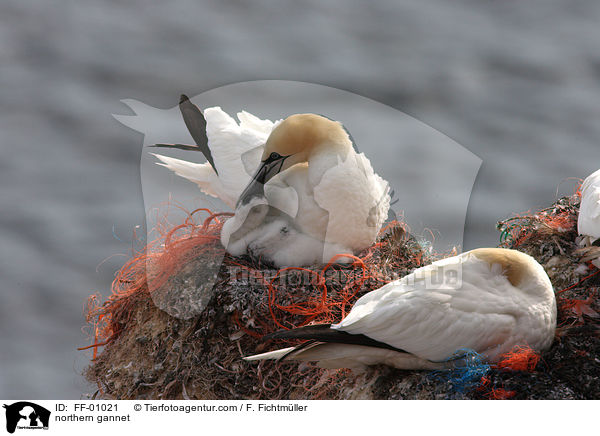 northern gannet / FF-01021
