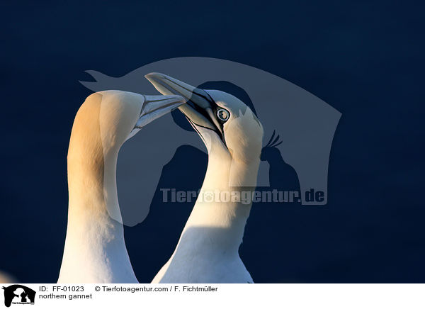 Batlpel / northern gannet / FF-01023