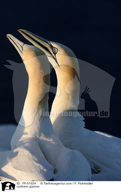 northern gannet / FF-01024