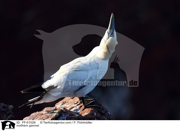 northern gannet / FF-01026