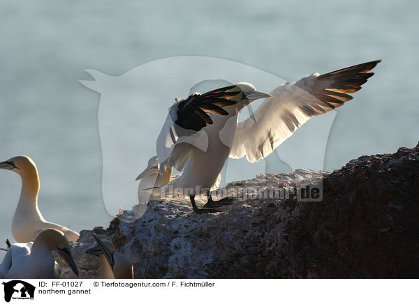 northern gannet / FF-01027
