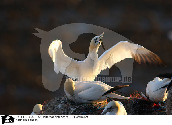 northern gannet / FF-01029