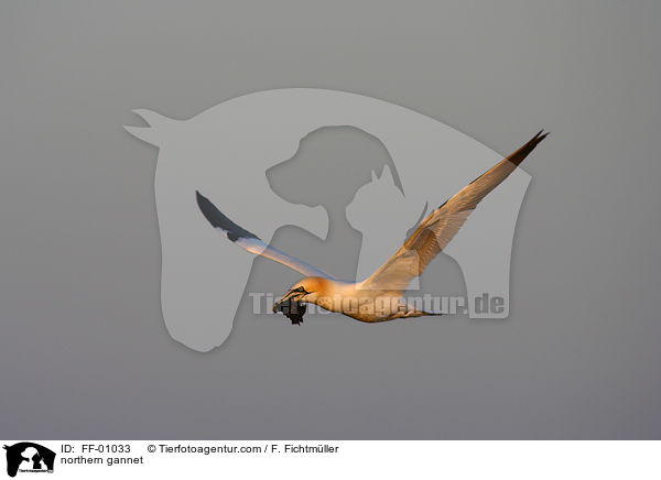 northern gannet / FF-01033