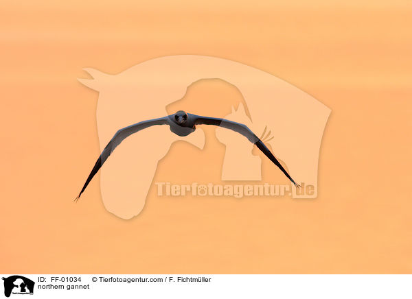 Batlpel / northern gannet / FF-01034