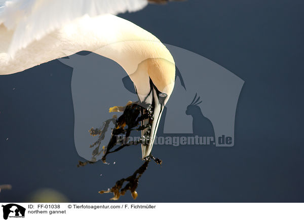 northern gannet / FF-01038