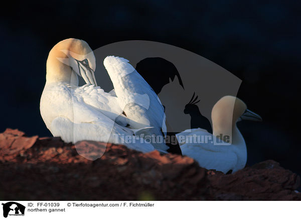 northern gannet / FF-01039