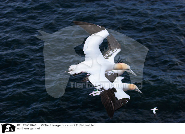 northern gannet / FF-01041