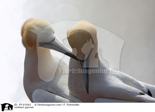 Batlpel / northern gannet / FF-01043
