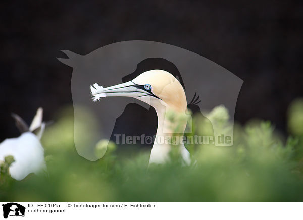 northern gannet / FF-01045