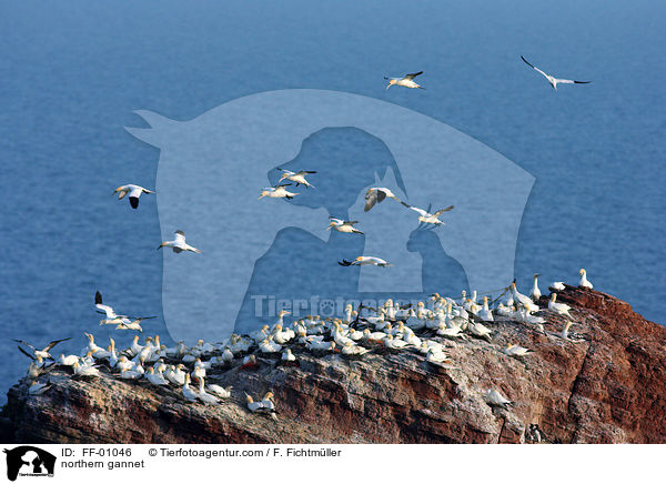 Batlpel / northern gannet / FF-01046