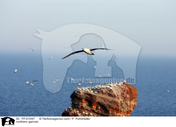 northern gannet / FF-01047