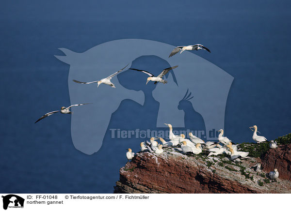northern gannet / FF-01048