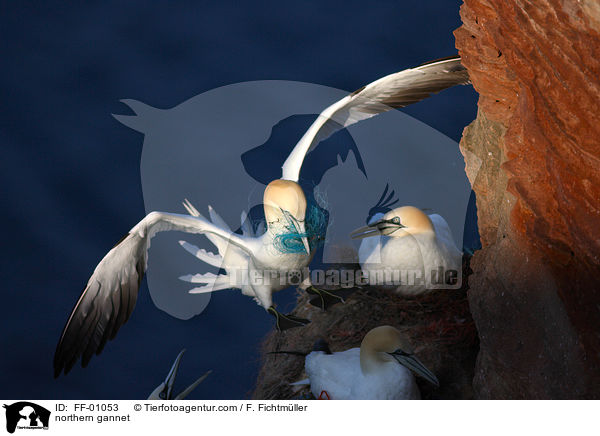 Batlpel / northern gannet / FF-01053