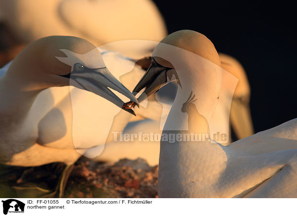 Batlpel / northern gannet / FF-01055