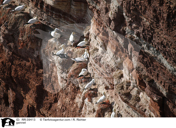 gannet / RR-39413