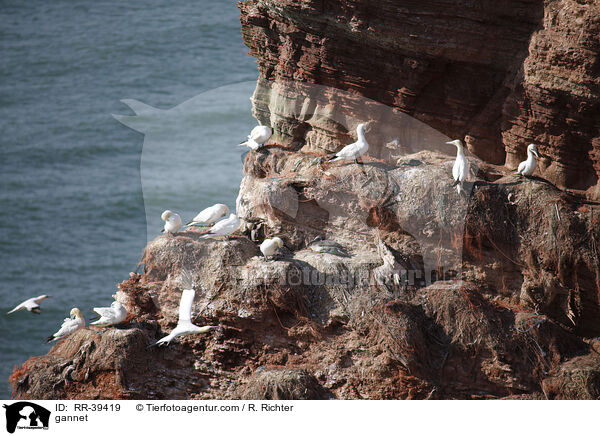 gannet / RR-39419
