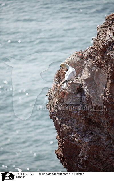 gannet / RR-39422