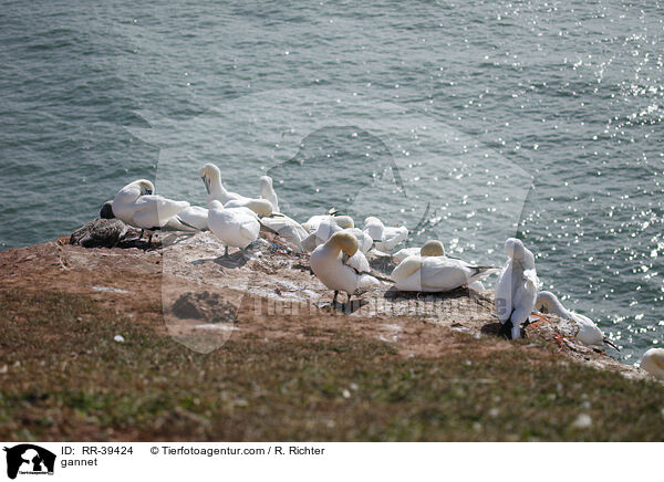 gannet / RR-39424