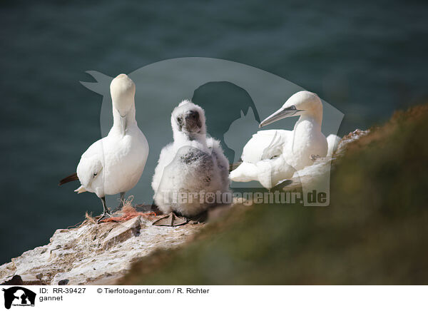 gannet / RR-39427