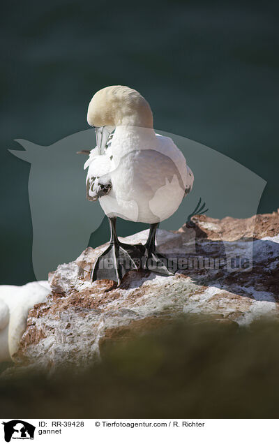 gannet / RR-39428