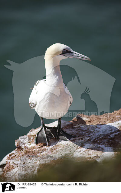 gannet / RR-39429