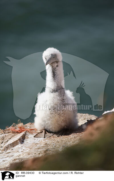 Basstlpel / gannet / RR-39430