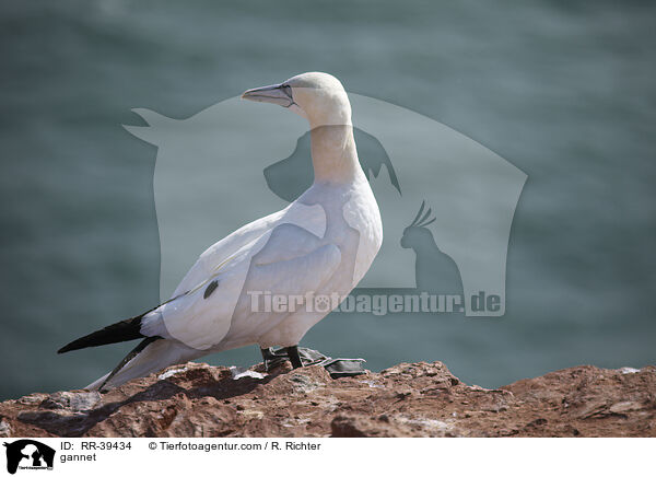 gannet / RR-39434