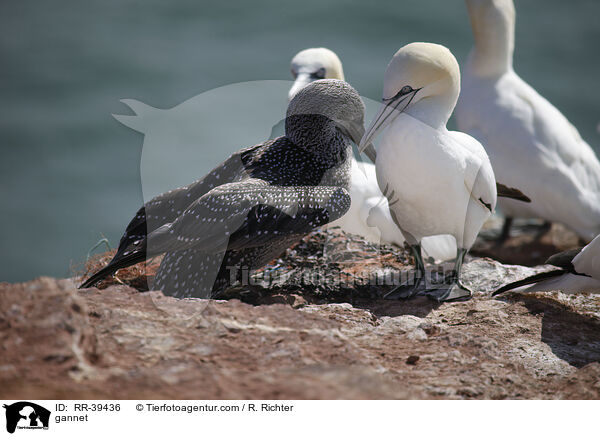 gannet / RR-39436