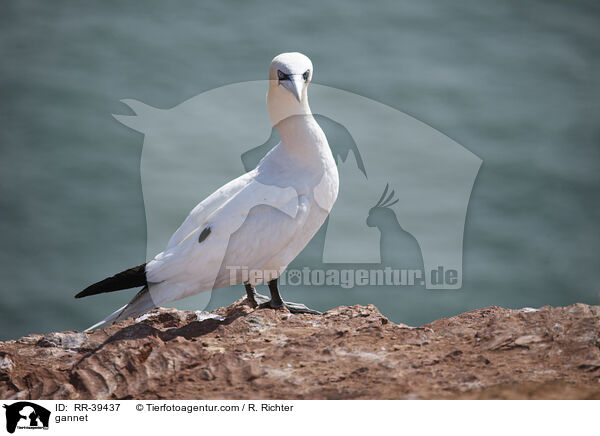 Basstlpel / gannet / RR-39437