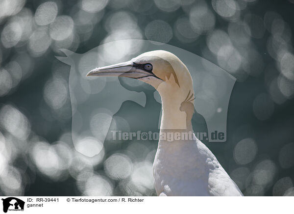 gannet / RR-39441