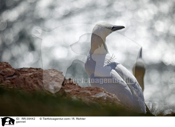 gannet / RR-39442