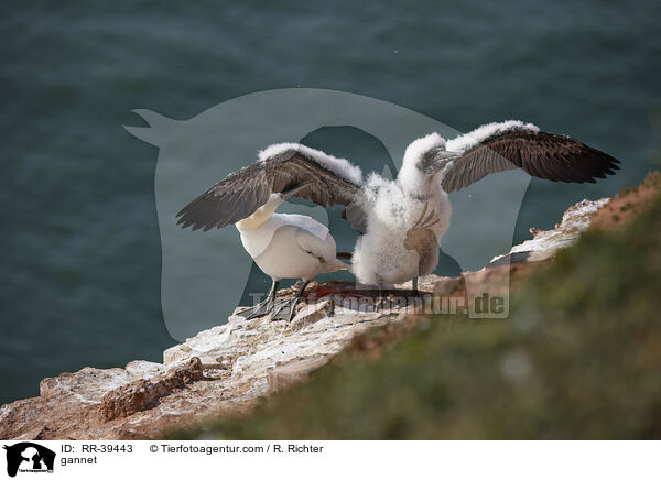 gannet / RR-39443