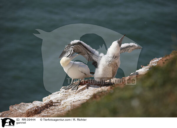 Basstlpel / gannet / RR-39444