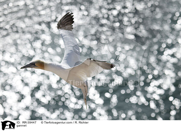 gannet / RR-39447