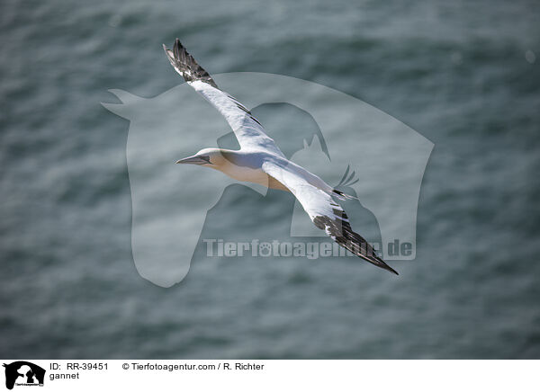 gannet / RR-39451